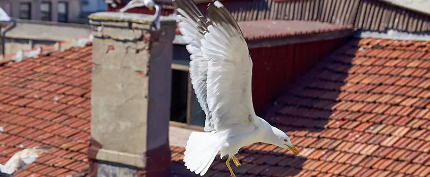 Residential Chimney Animal Removal Solution in Bismarck, ND